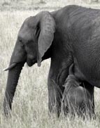 Kenya