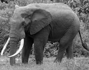 Tanzania