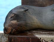 Galapagos