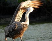 Galapagos