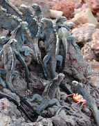 Galapagos
