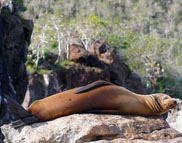 Galapagos