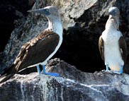 Galapagos