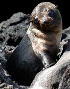 Galapagos