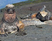 Galapagos