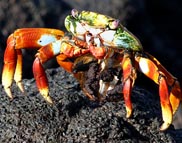Galapagos