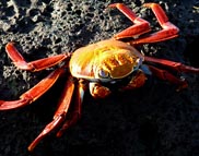 Galapagos