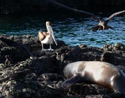 Galapagos