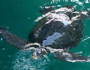 Galapagos