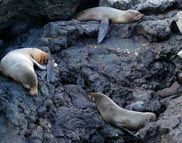 Galapagos