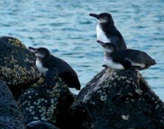 Galapagos
