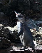 Galapagos