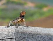 Galapagos