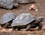 Galapagos