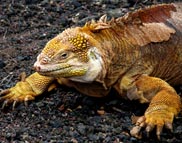 Galapagos