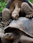 Galapagos