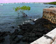 Galapagos