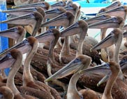 Galapagos