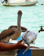 Galapagos