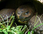 Galapagos