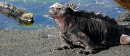Galapagos