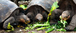 Galapagos